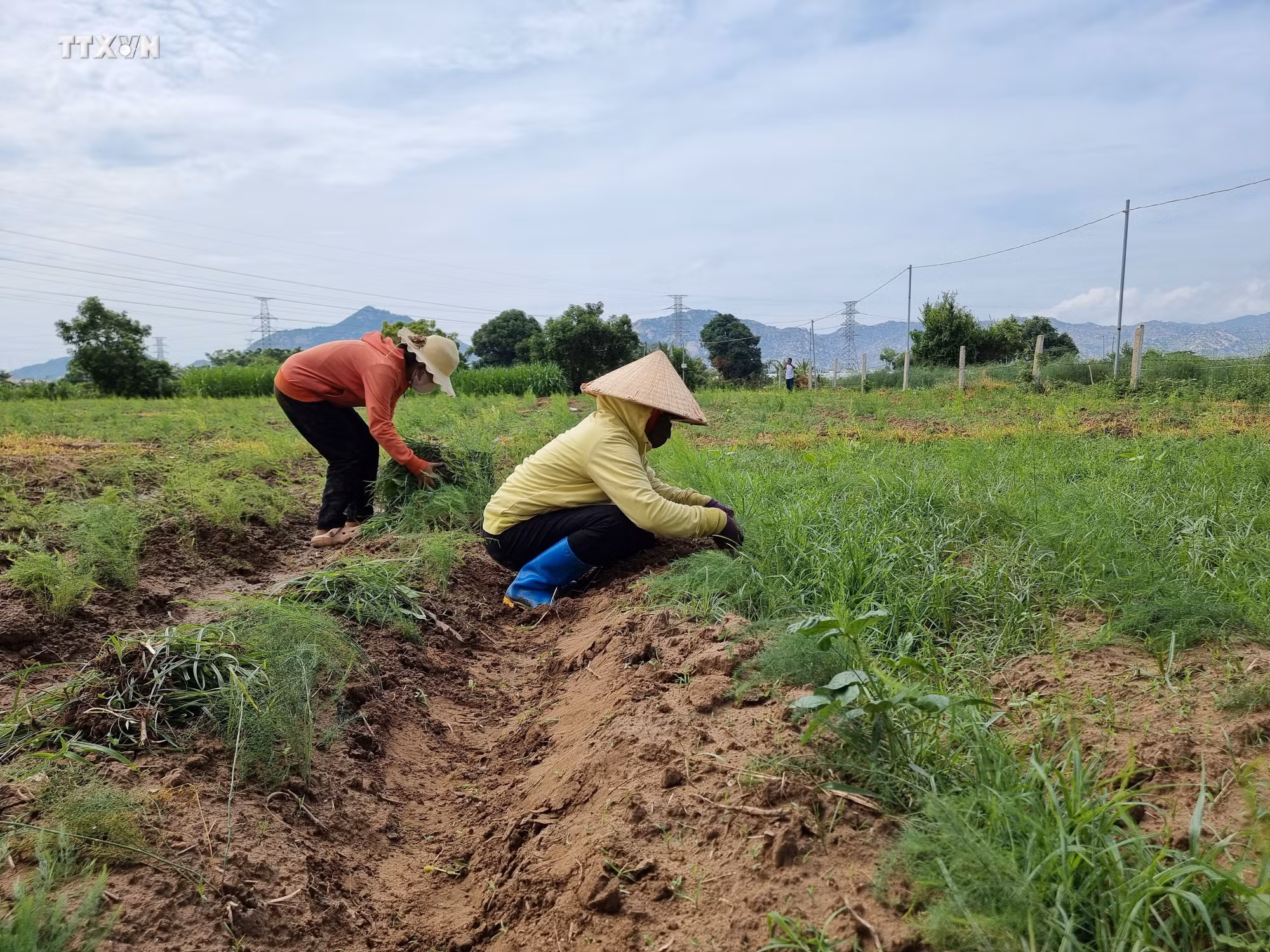 vna_potal_ninh_thuan_chuyen_doi_cay_trong_thich_ung_nang_han_7464559.jpg