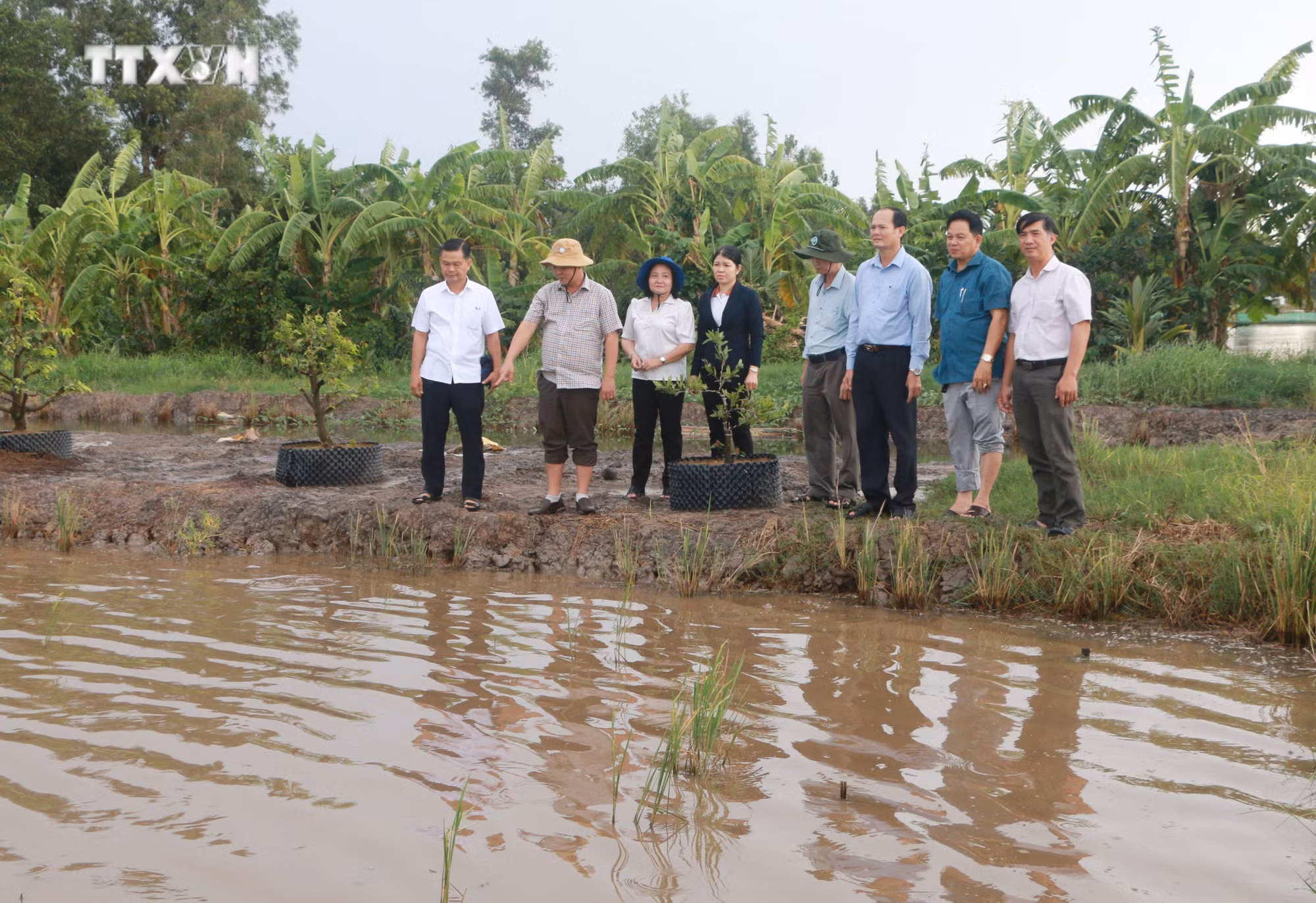 vna_potal_hieu_qua_tai_co_cau_nganh_nong_nghiep_o_soc_trang_7653668.jpg