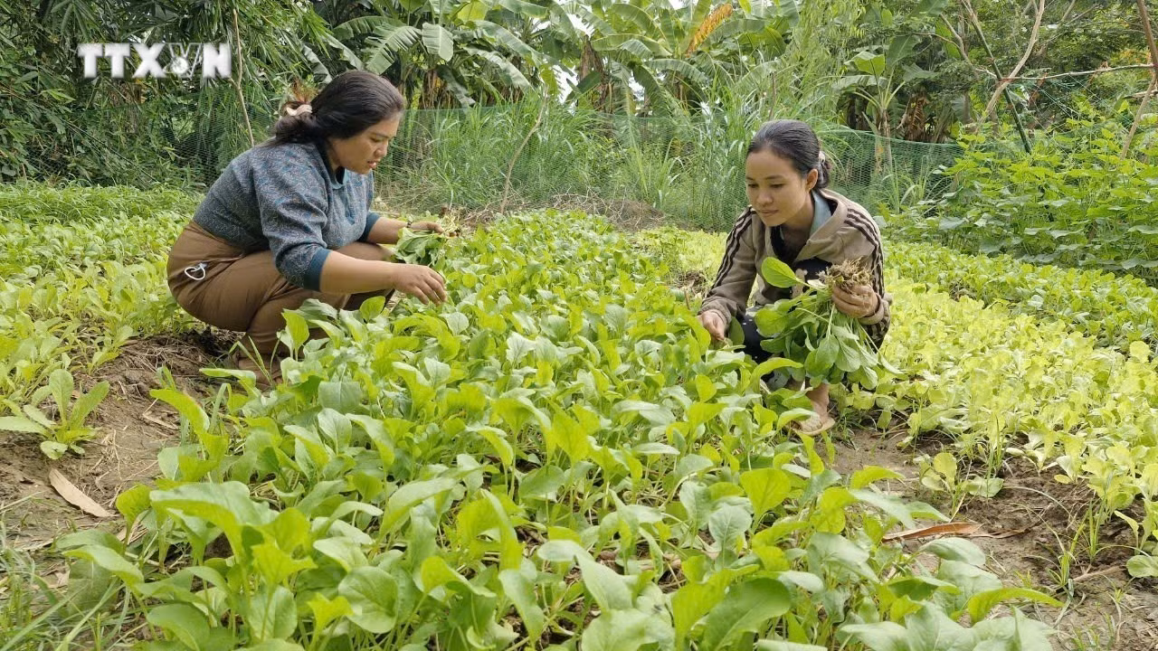 vna_potal_gia_lai_dao_tao_nghe_mo_ra_co_hoi_viec_lam_on_dinh_cho_nguoi_dan_toc_thieu_so_7723543.jpg