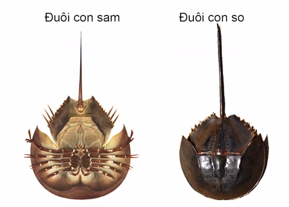 samvaso.jpg