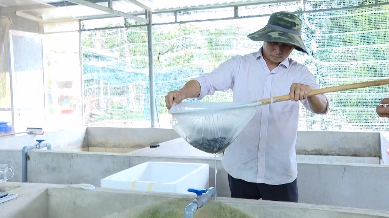 Anh Trần Tấn Giang kiểm tra sinh trưởng của lươn. Ảnh: Hoàng Nhị - TTXVN