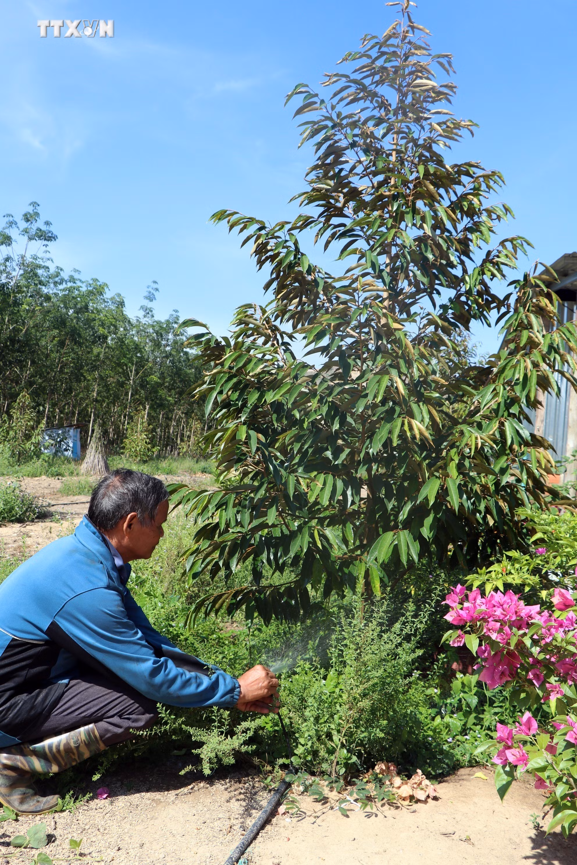 vna_potal_huyen_sa_thay_kon_tum_phat_trien_nhanh_dien_tich_cay_an_trai_7385735.jpg