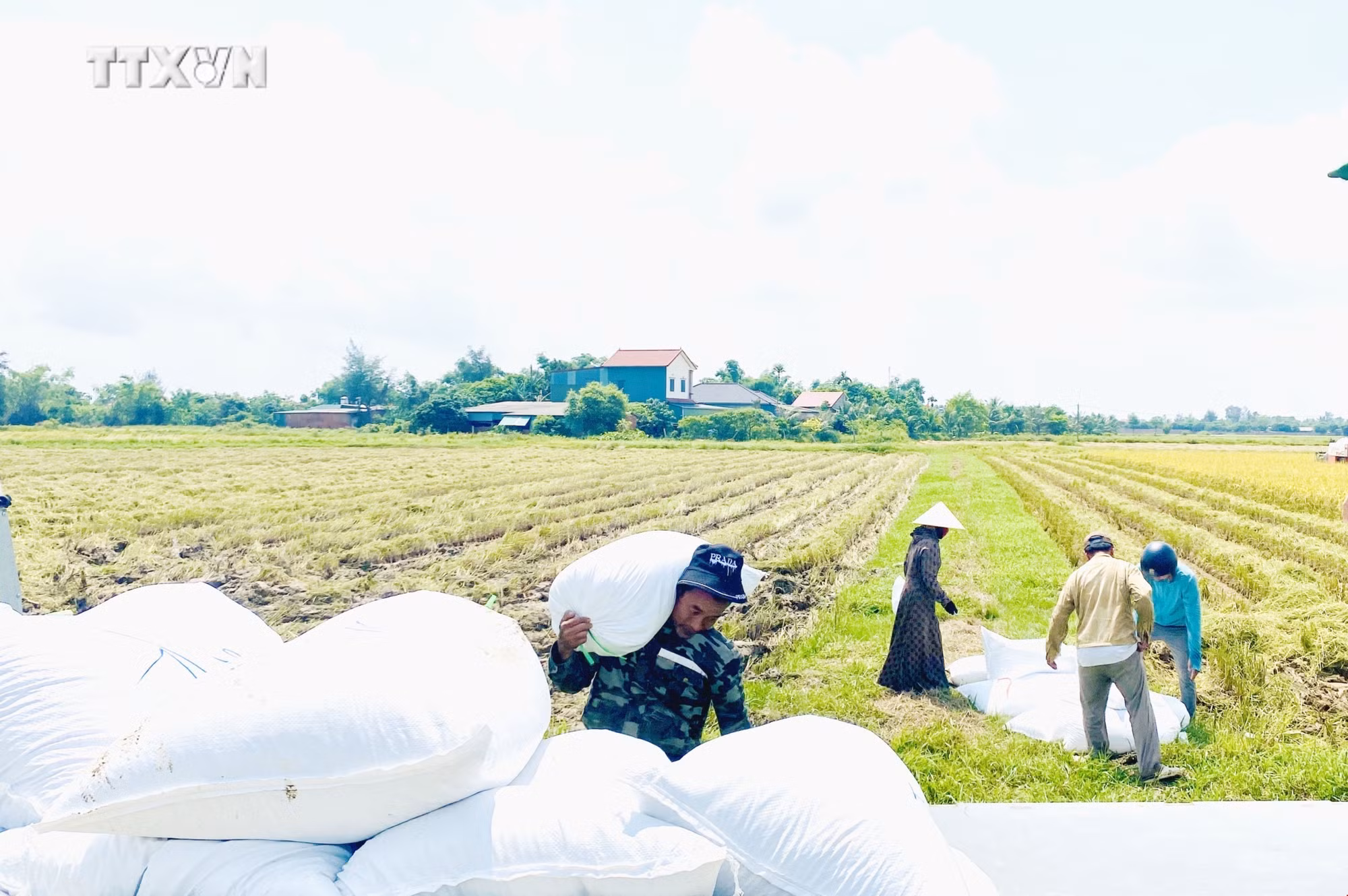 vna_potal_nhieu_loi_ich_khi_san_xuat_lua_theo_huong_huu_co_o_ha_tinh_7385115.jpg