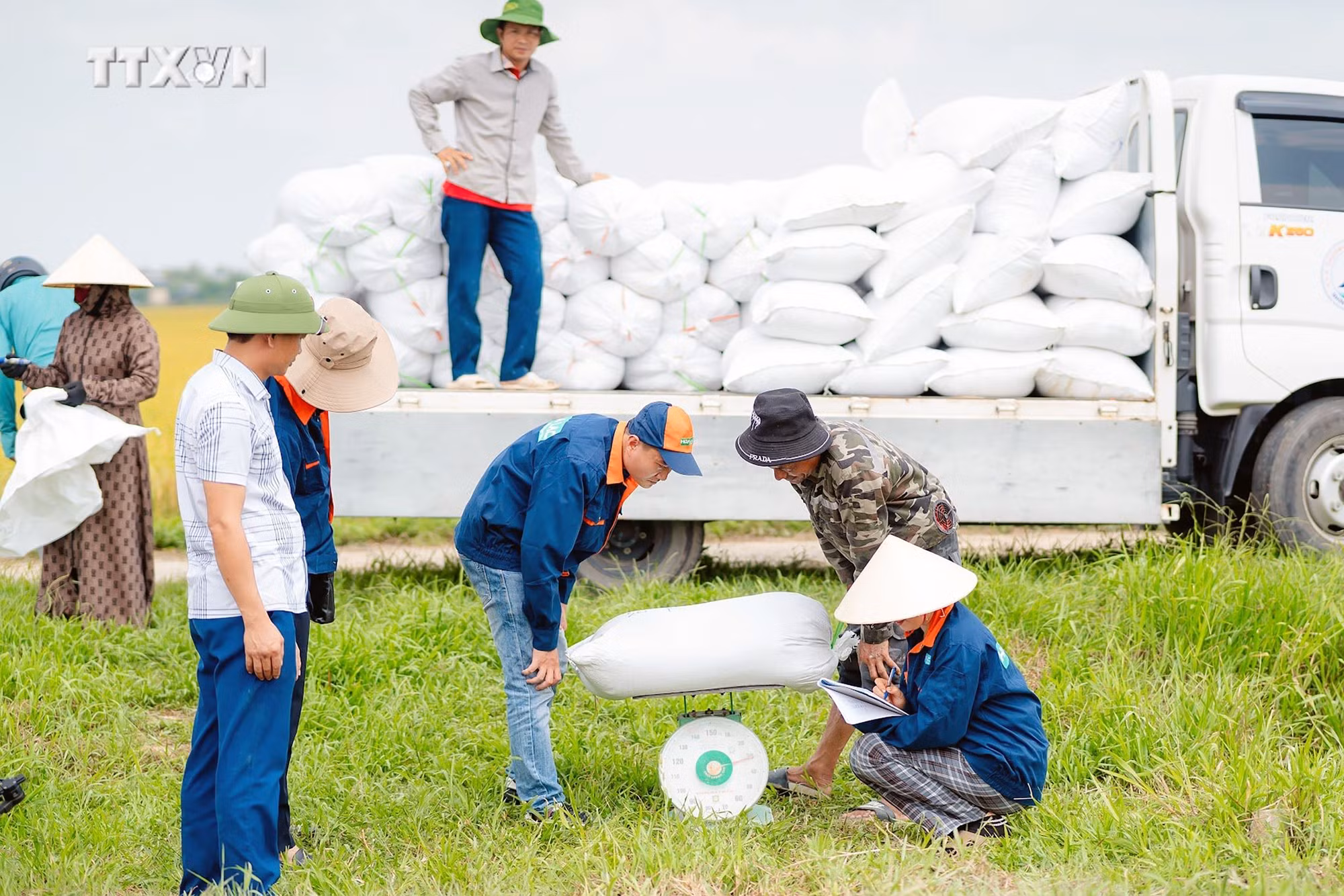 vna_potal_nhieu_loi_ich_khi_san_xuat_lua_theo_huong_huu_co_o_ha_tinh_7385104.jpg