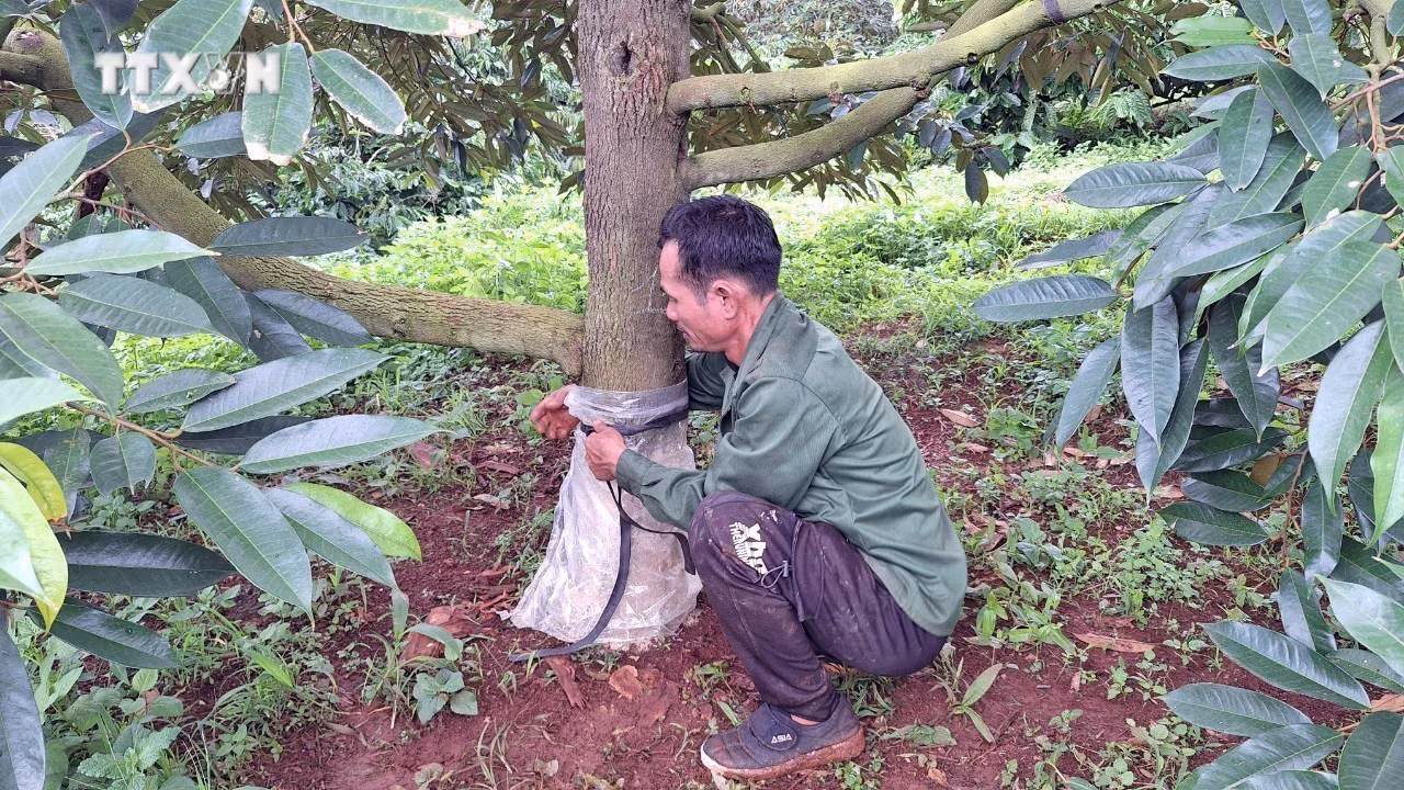 vna_potal_dak_lak_xay_ra_nhieu_vu_pha_hoai_vuon_cay_sau_rieng_cua_nguoi_dan_7487034.jpg