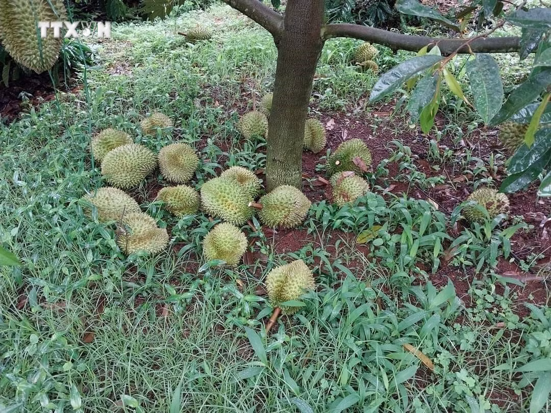 vna_potal_dak_lak_xay_ra_nhieu_vu_pha_hoai_vuon_cay_sau_rieng_cua_nguoi_dan_7487030.jpg
