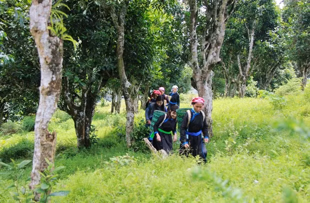 Lào Cai bảo tồn và phát huy giá trị của cây chè cổ thụ 