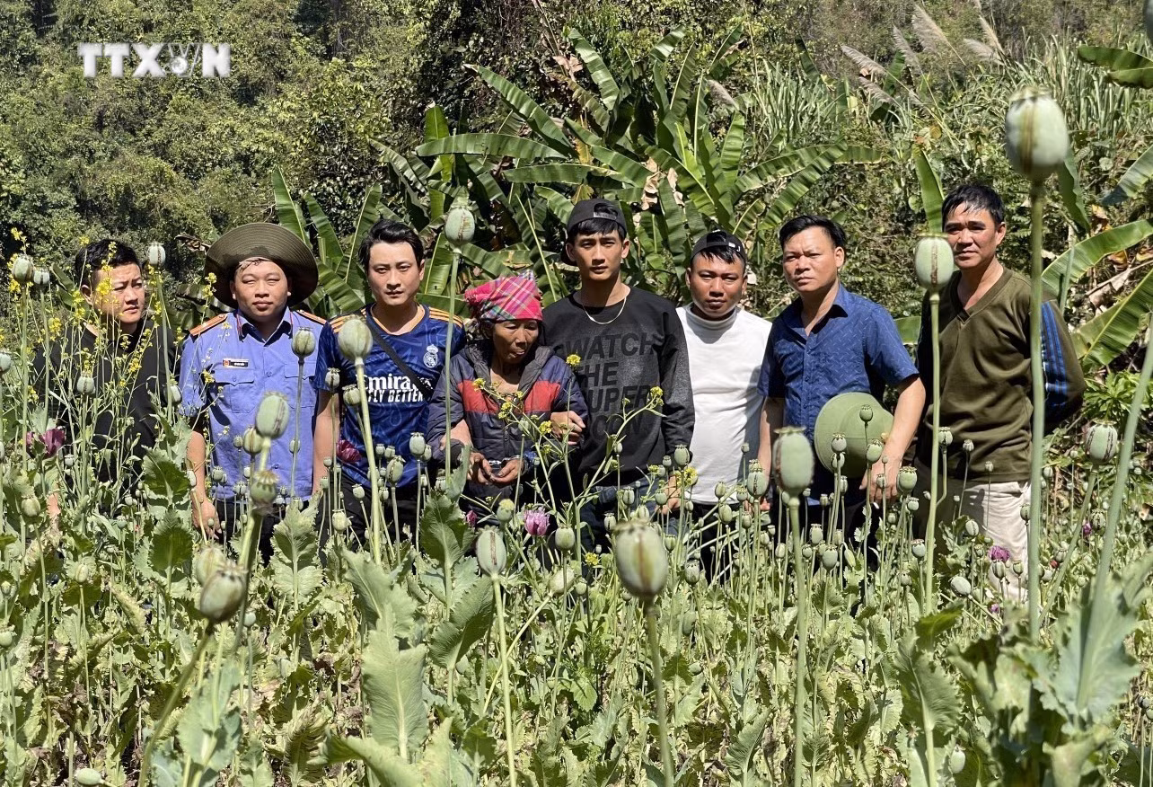 vna_potal_pha_nho_hon_3000_cay_thuoc_phien_giua_rung_sau_o_lai_chau_7257504.jpg