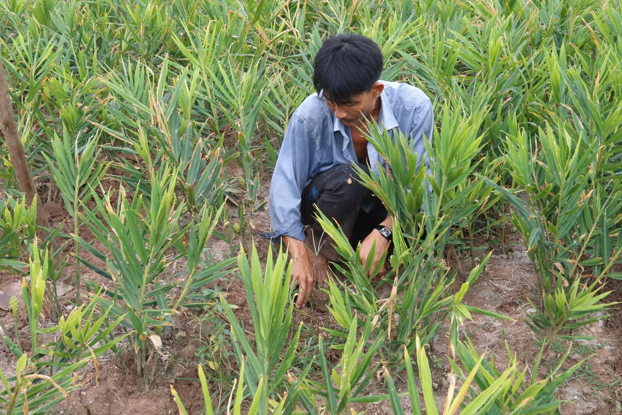 Tiền Giang chuyển đổi gần 4.900 ha đất trồng lúa kém hiệu quả