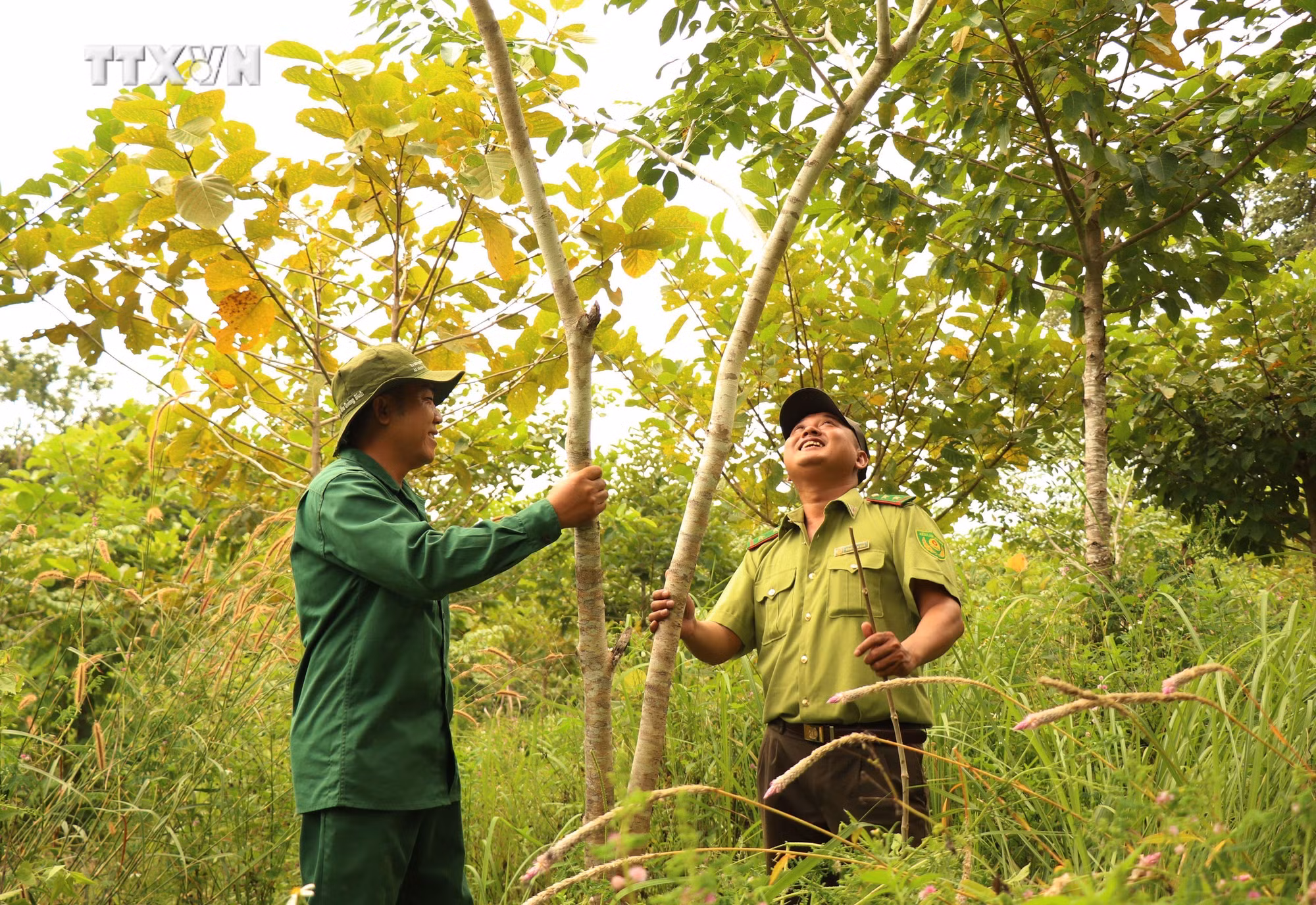 vna_potal_dak_lak_tap_trung_phat_trien_cham_soc_dien_tich_rung_trong_7703727.jpg