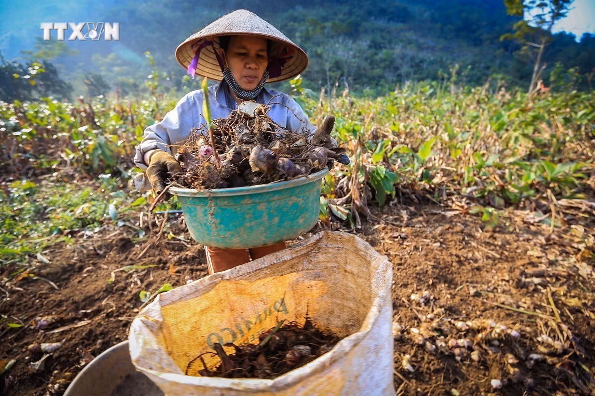 vna_potal_dong_rieng_cao_son_hoa_binh_vao_mua_thu_hoach_7106567.jpg