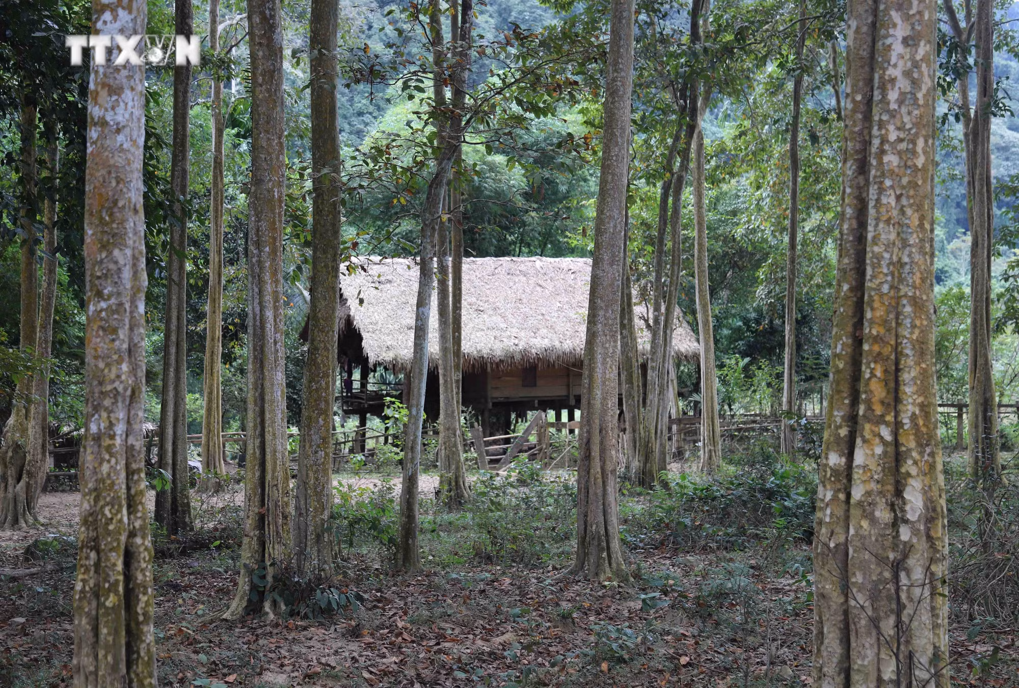vna_potal_nguoi_dan_ban_na_kho_nghe_an_chung_tay_bao_ve_rung_sang_le_giua_dai_ngan_pu_huong_7136468.jpg