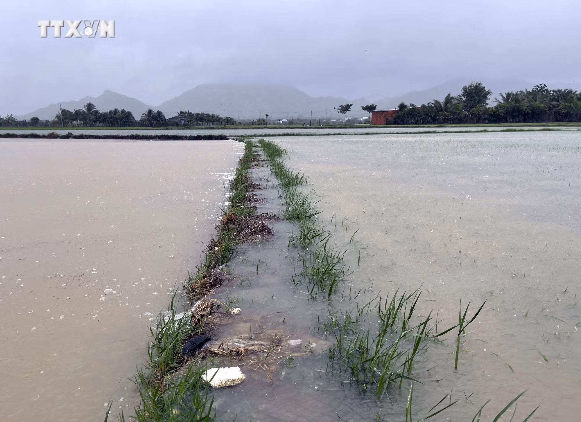 vna_potal_mua_lon_keo_dai_lam_nhieu_vung_trung_thap_o_ninh_thuan_bi_ngap_sau_7757495.jpg