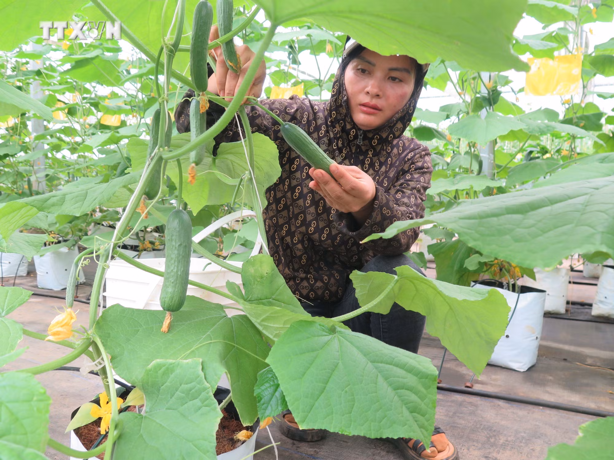 vna_potal_hieu_qua_tu_phat_trien_nong_nghiep_cong_nghe_cao_tai_kon_tum_7612794.jpg
