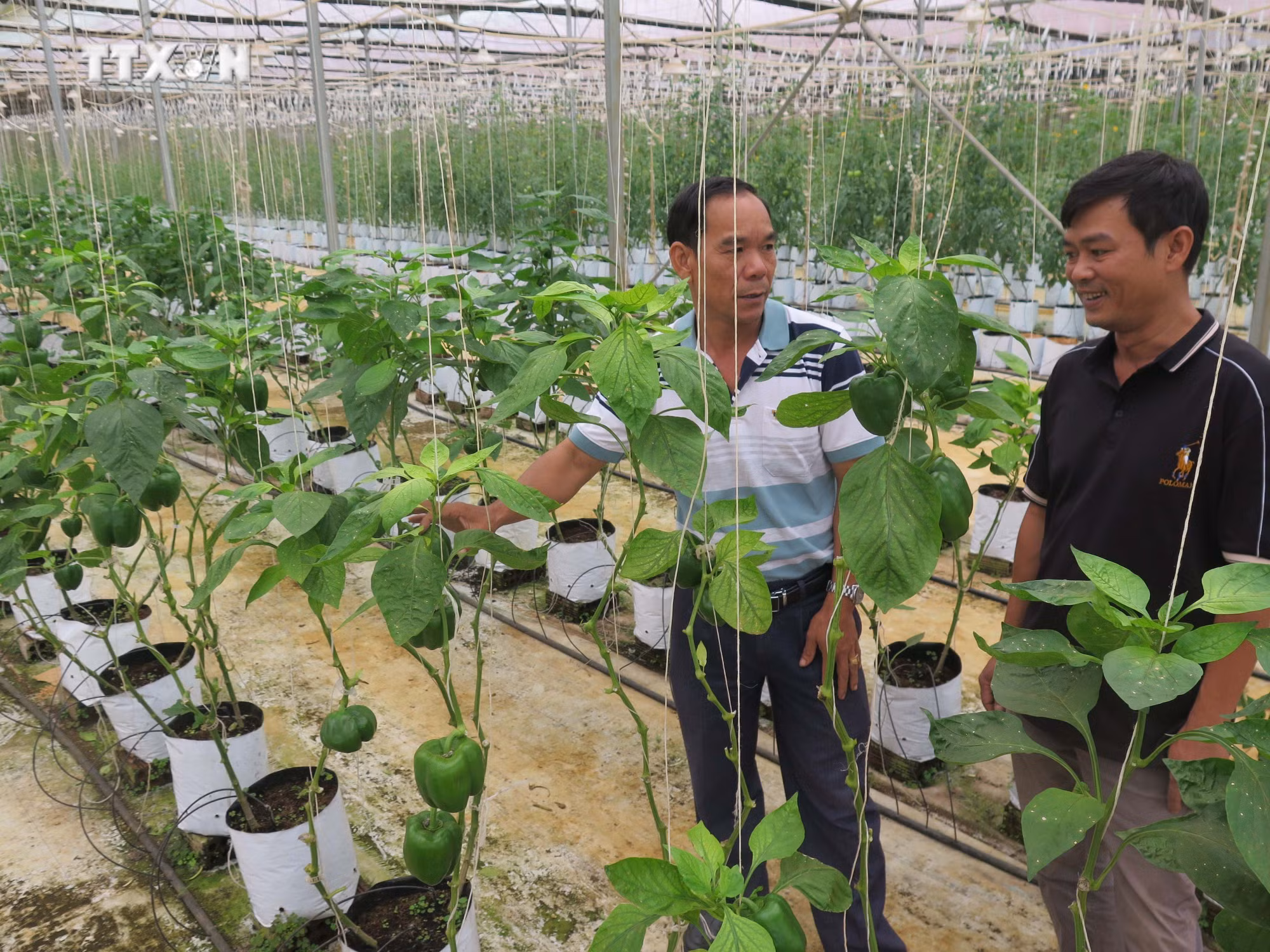 vna_potal_hieu_qua_tu_phat_trien_nong_nghiep_cong_nghe_cao_tai_kon_tum_7612804.jpg