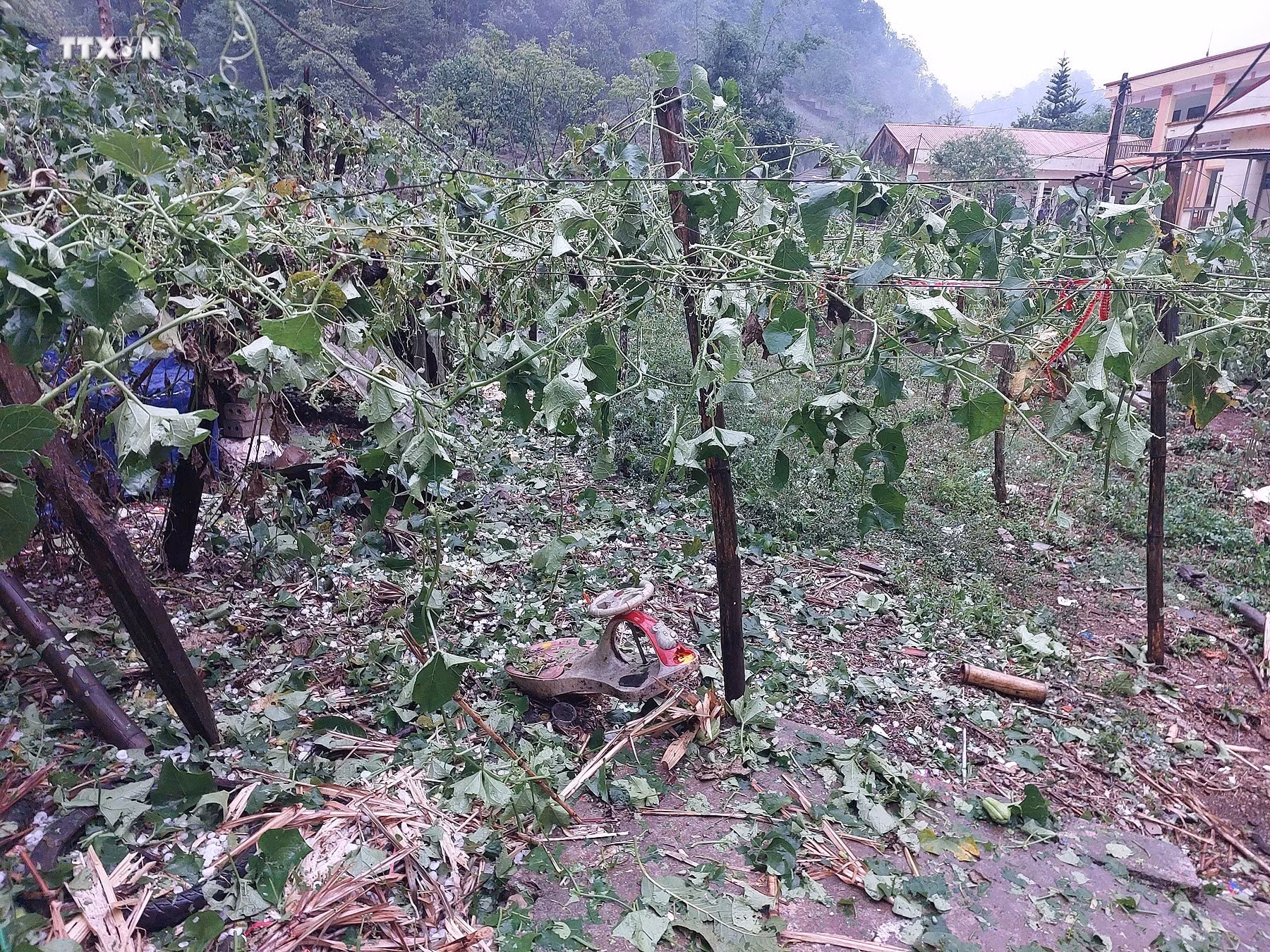 vna_potal_mua_da_phu_trang_ban_lang_xa_hang_kia_-_pa_co_o_hoa_binh_7340623.jpg