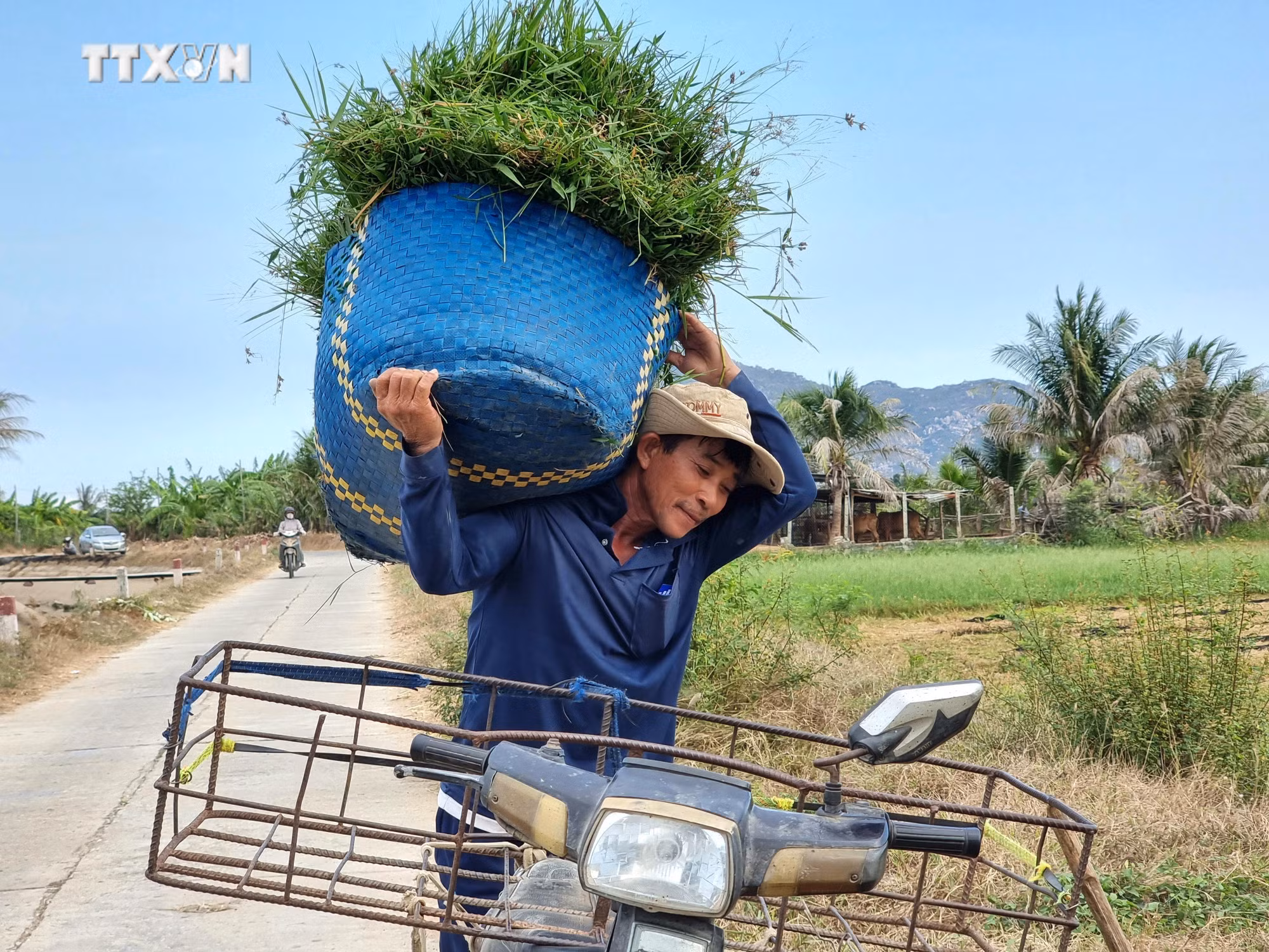 vna_potal_ninh_thuan_tang_cuong_bao_ve_dan_gia_suc_trong_mua_kho_han_nam_2024_7339332.jpg