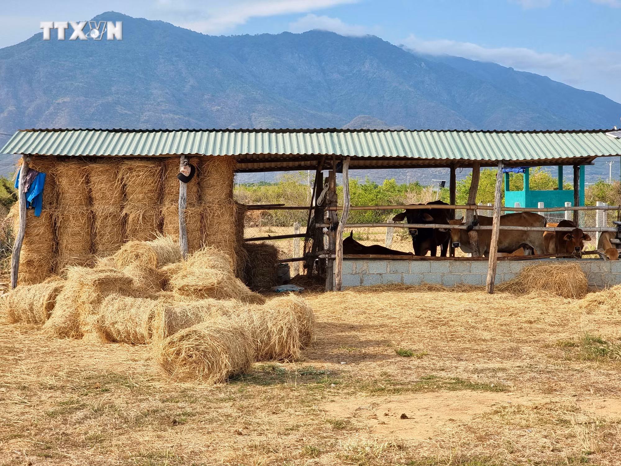 vna_potal_ninh_thuan_tang_cuong_bao_ve_dan_gia_suc_trong_mua_kho_han_nam_2024_7339331.jpg