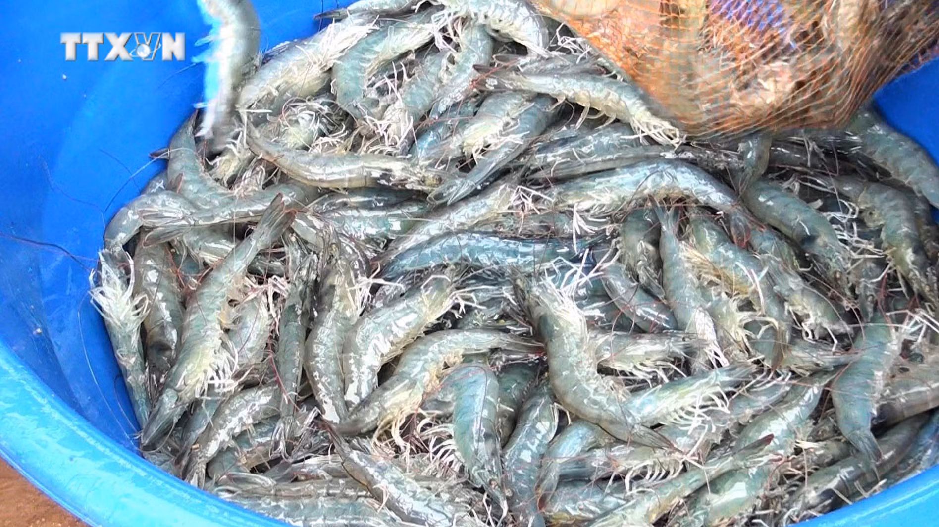 vna_potal_ninh_binh_ung_dung_cong_nghe_cao_phat_trien_nghe_nuoi_tom_7691240.jpg