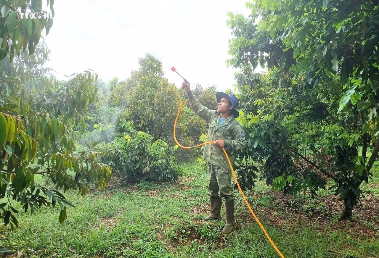 Giảm ô nhiễm qua sử dụng chế phẩm sinh học trong sản xuất nông nghiệp ở Gia Lai