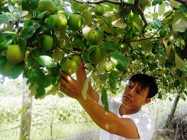 Ông Hồ Tấn Cường - người tiên phong mang giống táo Cam Thành Nam có chất lượng cao về trồng tại địa phương. Ảnh: khanhhoa.gov.vn