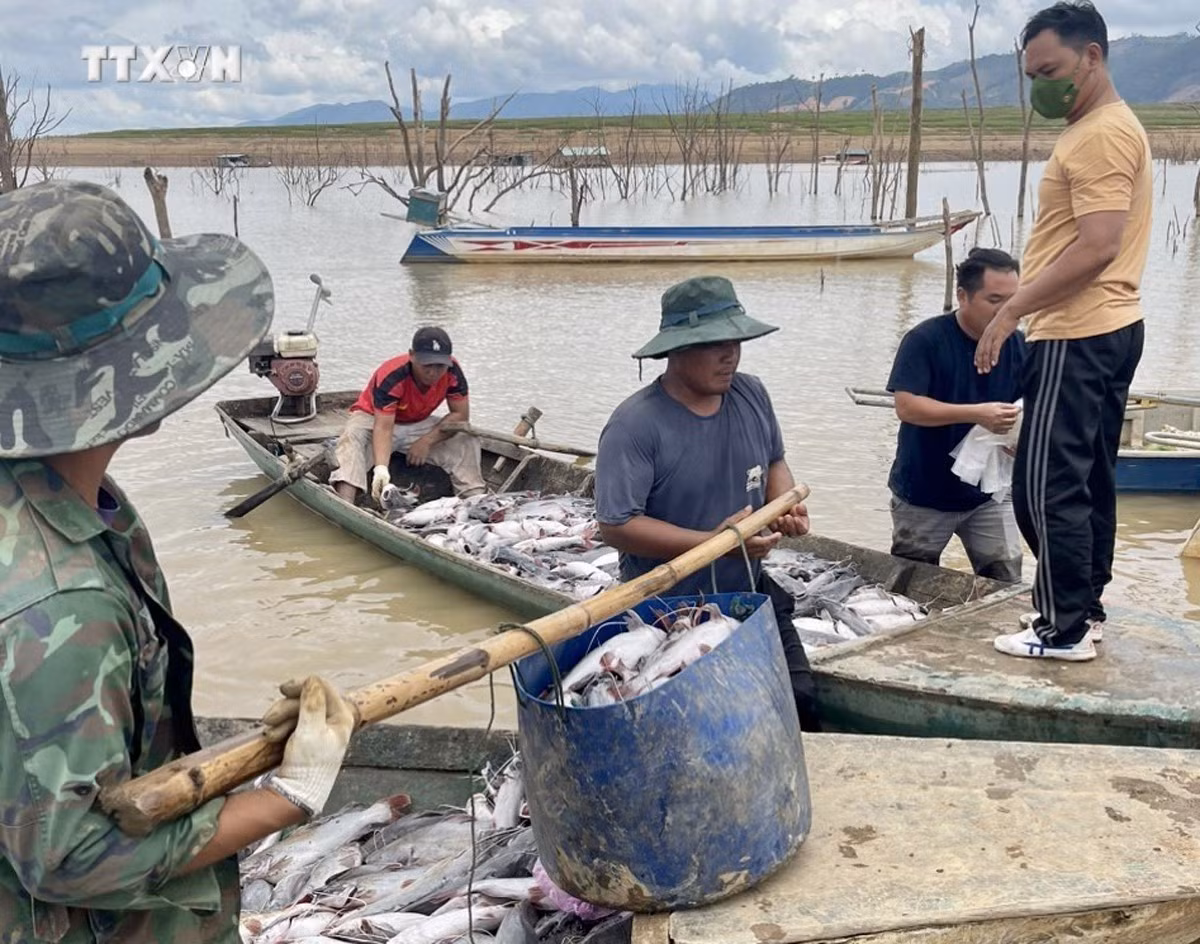 vna_potal_hon_25_tan_ca_long_be_nuoi_trong_long_ho_thuy_dien_ialy_bi_chet_7440952.jpg
