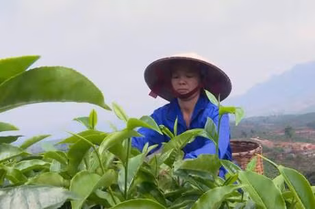 Tiềm năng phát triển kinh tế từ cây chè Mộc Châu