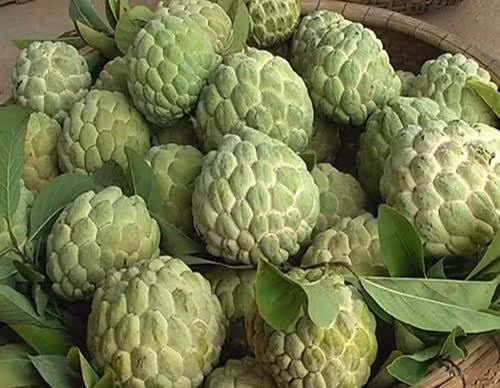 Mãng cầu Bà Đen - đặc sản Tây Ninh