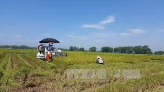 Sản xuất cánh đồng lúa lớn bằng cơ giới đồng bộ cho lợi nhuận cao
