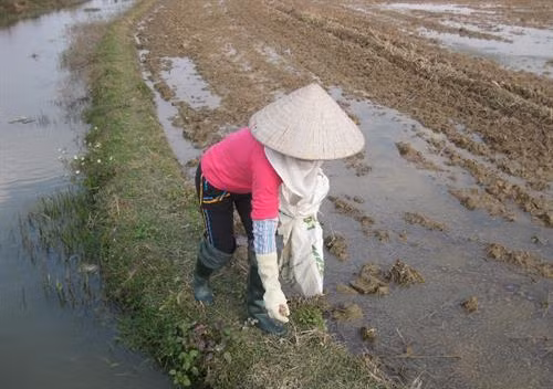  Hạn chế và biện pháp khắc phục trong công tác diệt chuột