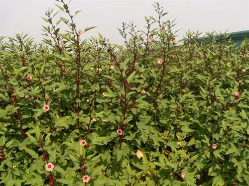 Phương pháp trồng cây Atisô đỏ
