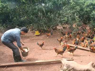 Đẩy mạnh tiêu thụ 'gà đồi Yên Thế' ảnh 1