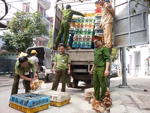 Phát hiện hơn 300 con gà thải loại tuồn vào Hà Nội ảnh 1