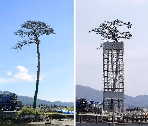 Nhật Bản kiên trì tái thiết sau thảm họa sóng thần ảnh 1