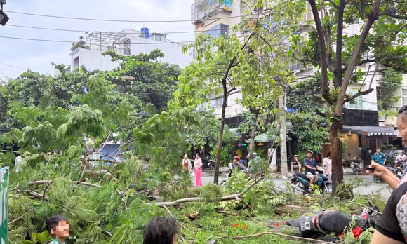 TP Hồ Chí Minh: Cây phượng bật gốc đè chết người đàn ông trên vỉa hè