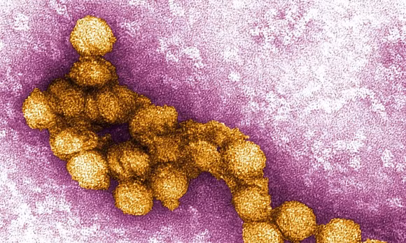 Bỉ ghi nhận 2 ca tử vong đầu tiên do virus Tây sông Nile