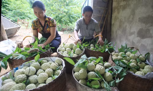 Nhộn nhịp mùa na Lạng Sơn ảnh 4