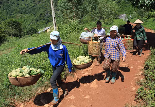 Nhộn nhịp mùa na Lạng Sơn ảnh 5