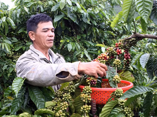 Cà phê Đắk Lắk đã có mặt ở 80 nước, vùng lãnh thổ ảnh 1