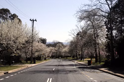 Canberra vào xuân ảnh 4