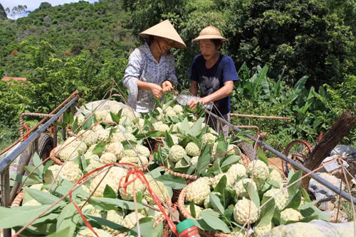 Nhộn nhịp mùa na Lạng Sơn ảnh 3
