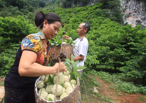 Nhộn nhịp mùa na Lạng Sơn ảnh 1