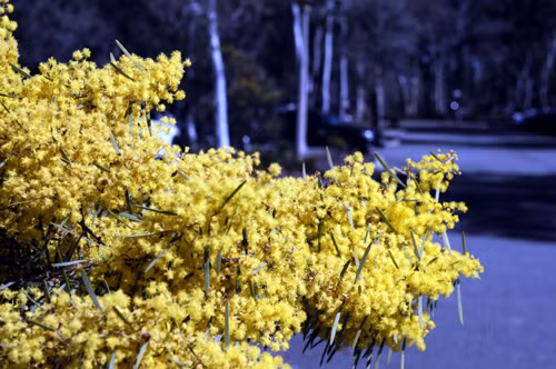 Canberra vào xuân ảnh 6
