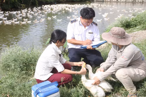 Sẵn sàng ứng phó với dịch bệnh cúm A ảnh 1