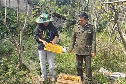 Gây dựng sinh kế xanh dưới tán rừng Hoàng Liên