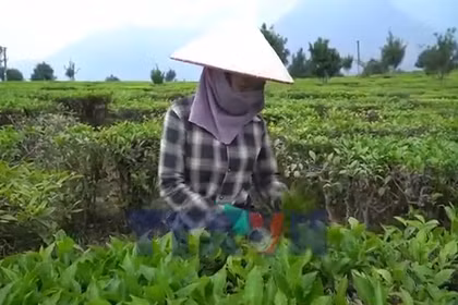 Cây chè giúp người dân xã Tân Uyên vươn lên thoát nghèo