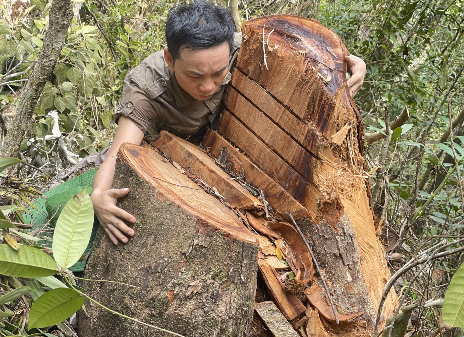 Chú thích ảnh