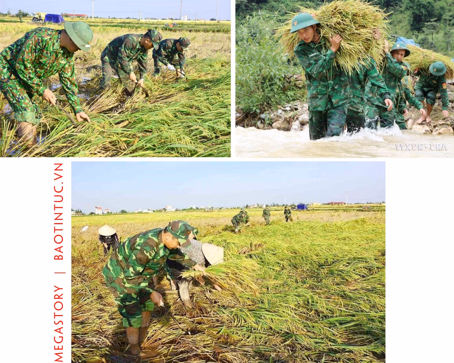Bộ đội Biên phòng huy động cán bộ, chiến sĩ xuống đồng giúp nhân dân địa phương gặt lúa.