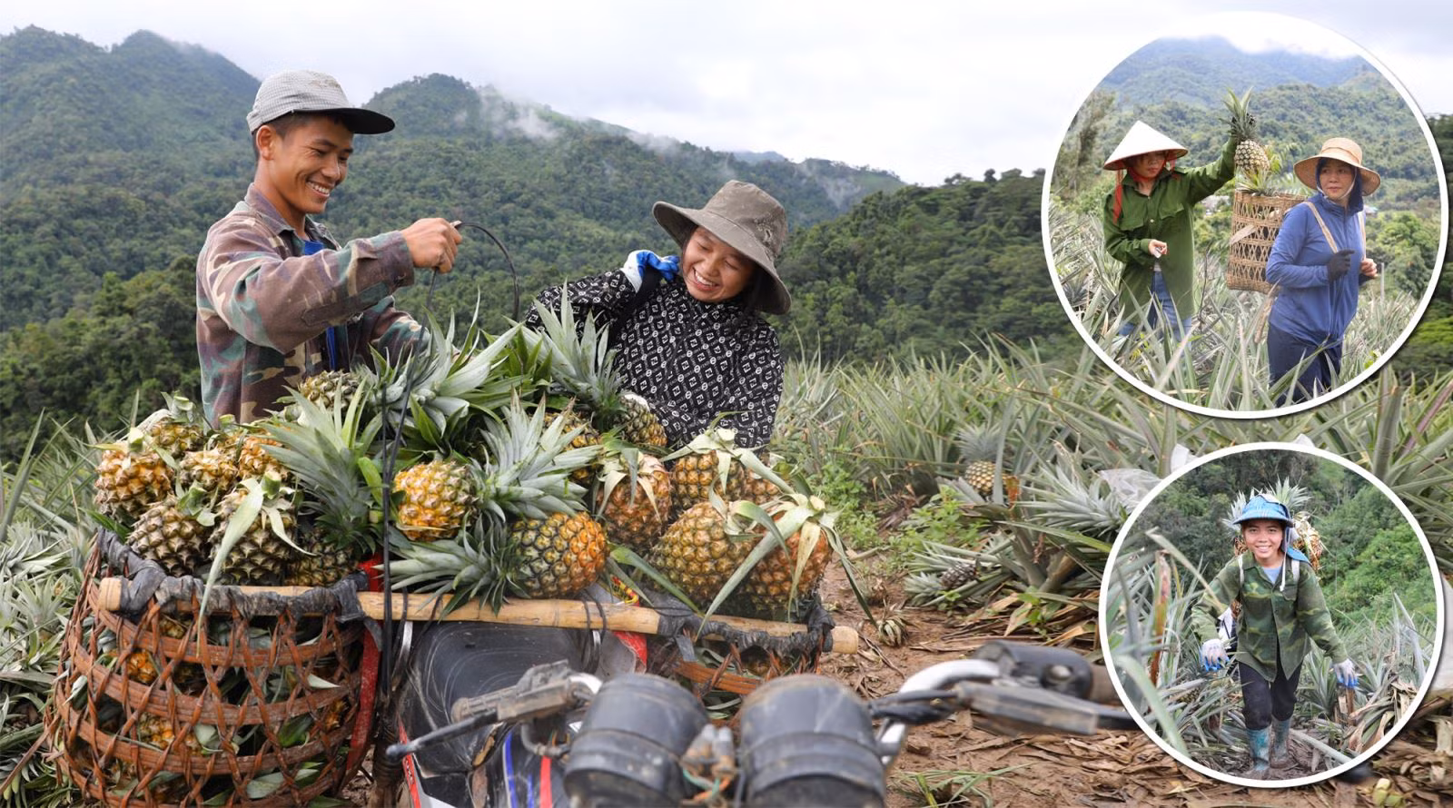 Cây dứa mật giúp đồng bào người Mông ở xã biên giới Mường Nhà (Điện Biên) xóa đói, giảm nghèo.
