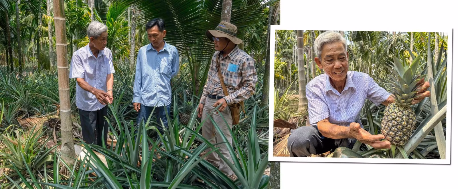 Ông Dư Văn Thái, xã Bình An, huyện Châu Thành, tỉnh Kiên Giang (bên trái) giới thiệu mô hình trồng xen canh ba loại cây gồm khóm, cau và dừa. Xã Bình An là khu vực được bảo vệ bởi hệ thống thủy lợi Cái Lớn - Cái Bé, người dân có đủ nước ngọt để tưới cho cây trồng vào mùa khô.